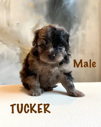 Pomapoo Puppies!, View more