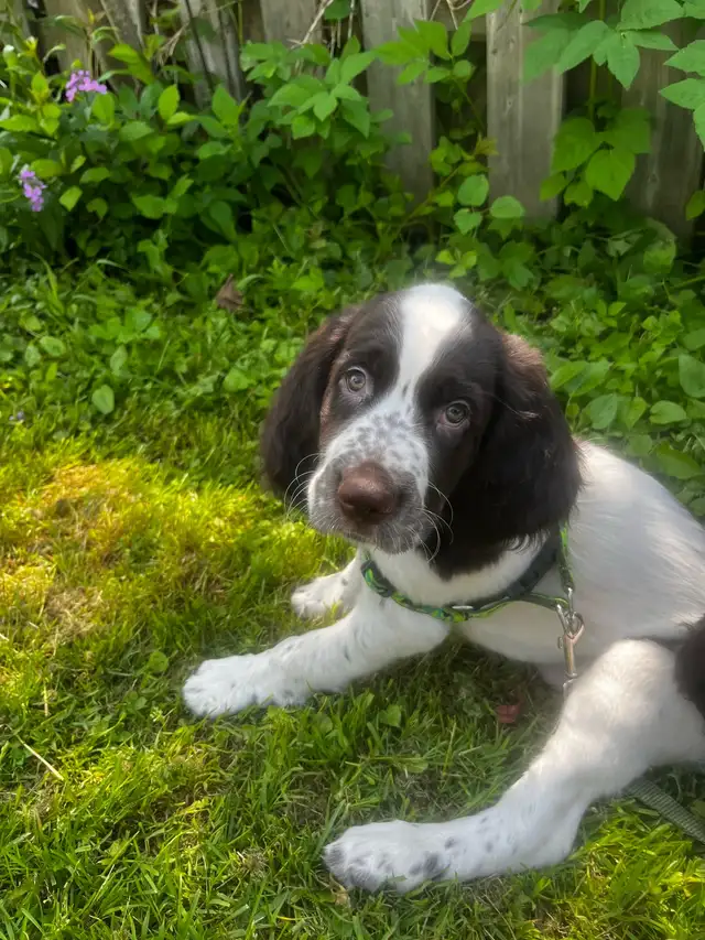Epagneul Francais Puppy only 4 available in Dogs & Puppies for Rehoming in Oakville / Halton Region - Image 9
