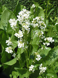 Horseradish Plant / Root - Perennial - $5 (Richmond Hill)