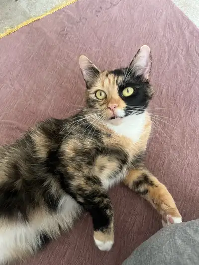 4 year old cat Dior, View more