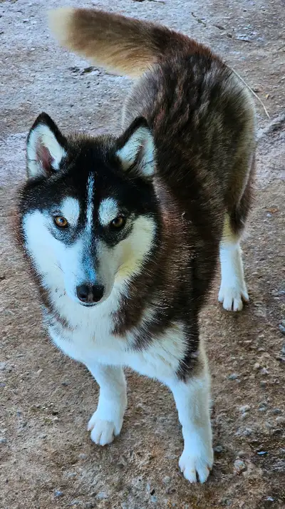 Registered Siberian Pupies, View more