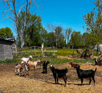 Goats for sale.  Nubian, Saanen and Kiko breeds