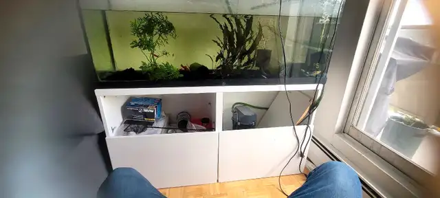 Fish & Aquarium setup (AS IT IS) in Fish for Rehoming in Oakville / Halton Region - Image 3