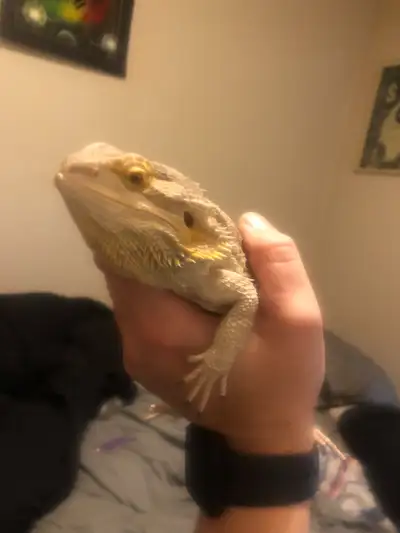 Incredibly easygoing Bearded Dragon with $300 Biomed double door enclosure and lights for sale. Just...