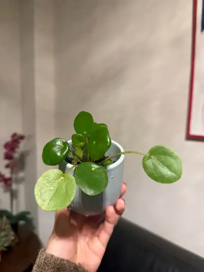 Chinese money plant with ceramic pot, View more