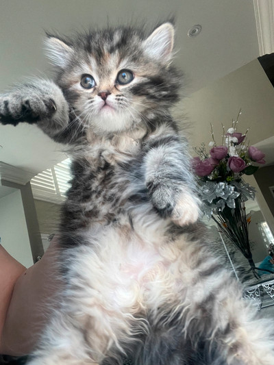 Persian Female Kitten Available! Vaccinated with vet records!