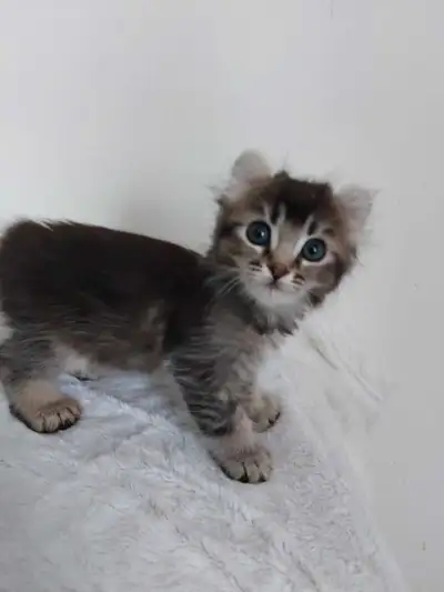 Magnifique femelle highland lynx née le 4avril .Elle est 2gênes pollydactile aux 4pattes oreilles co...