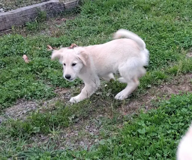 Golden doddle Puppies! ready to go! | Dogs & Puppies for Rehoming ...