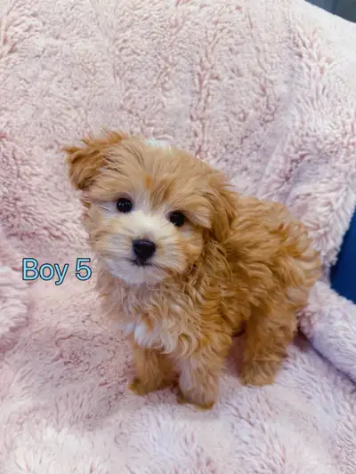 Toy poodle puppies (8-9 lbs adult weight) - Hypoallergenic, View more