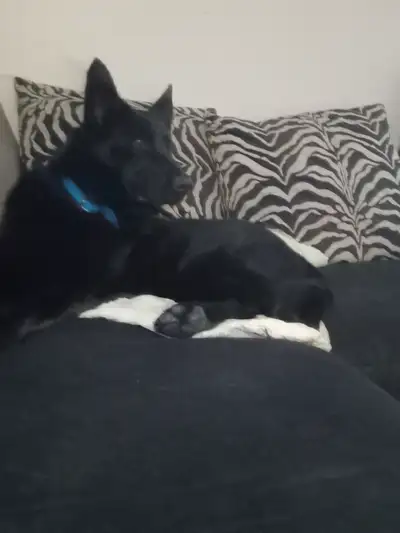 1 1/2 year old german sheperd, View more