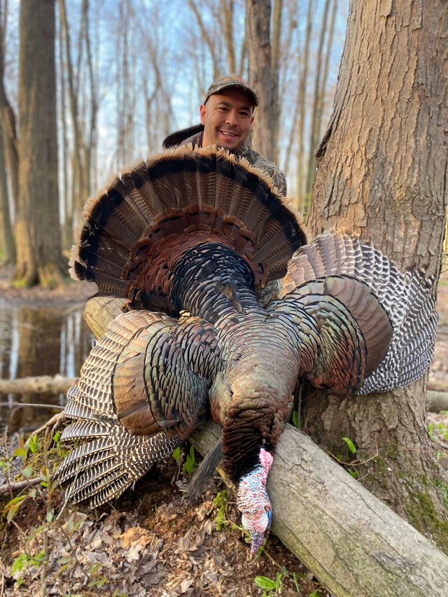 Wild Turkey Hunt *Book Today Travel & Vacations London Kijiji