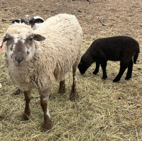 Yearling Ewe with lamb