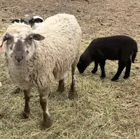Yearling Ewe with lamb