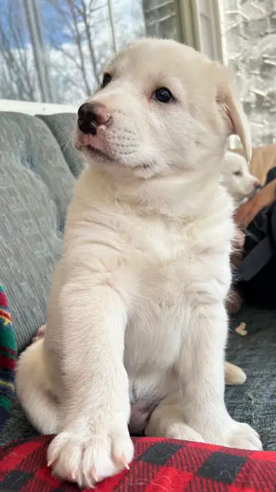 Chiots à adopter, View more