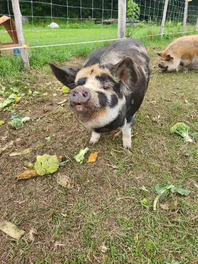 kunekune pigs, View more