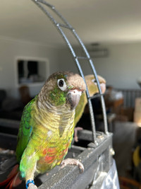 Green Cheek and Pineapple Baby Conures for Rehoming
