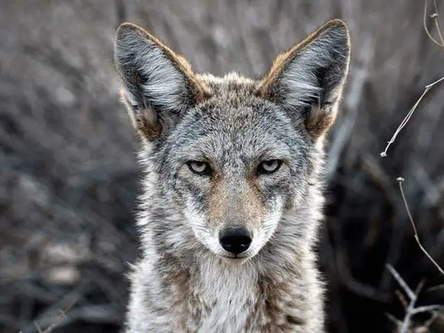 coyote hunting partner