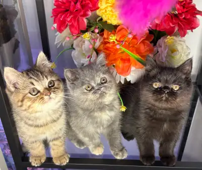 British Shorthair Kittens, View more