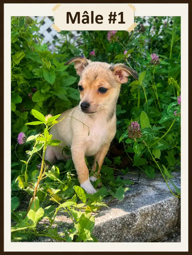 ♥️Chiots X Jack Russell x Chihuahua in Dogs & Puppies for Rehoming in Laurentides - Image 2