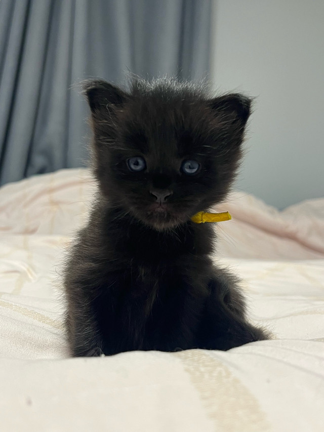 Maine Coon Purebred Kitten in Cats & Kittens for Rehoming in Saint John - Image 4