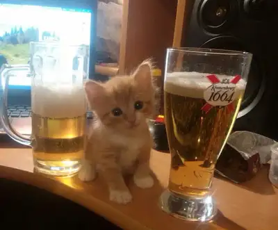 LOOKING TO ADOPT ORANGE KITTEN, View more