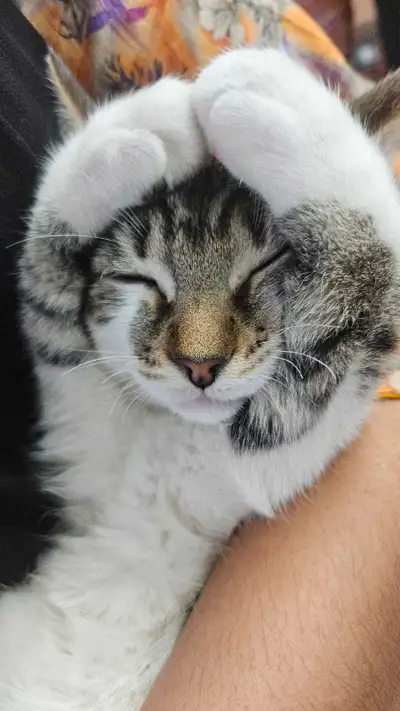 kitten for rehoming, View more