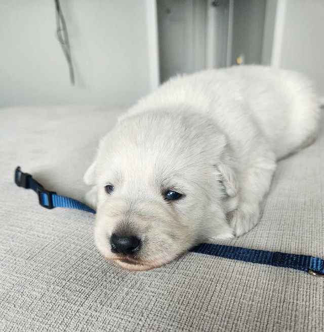 White Shepherd Puppies in Dogs & Puppies for Rehoming in St. Albert