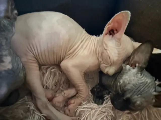 SPHYNX chat in Cats & Kittens for Rehoming in Laurentides - Image 7