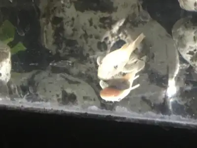 Bristlenose Plecos for rehoming