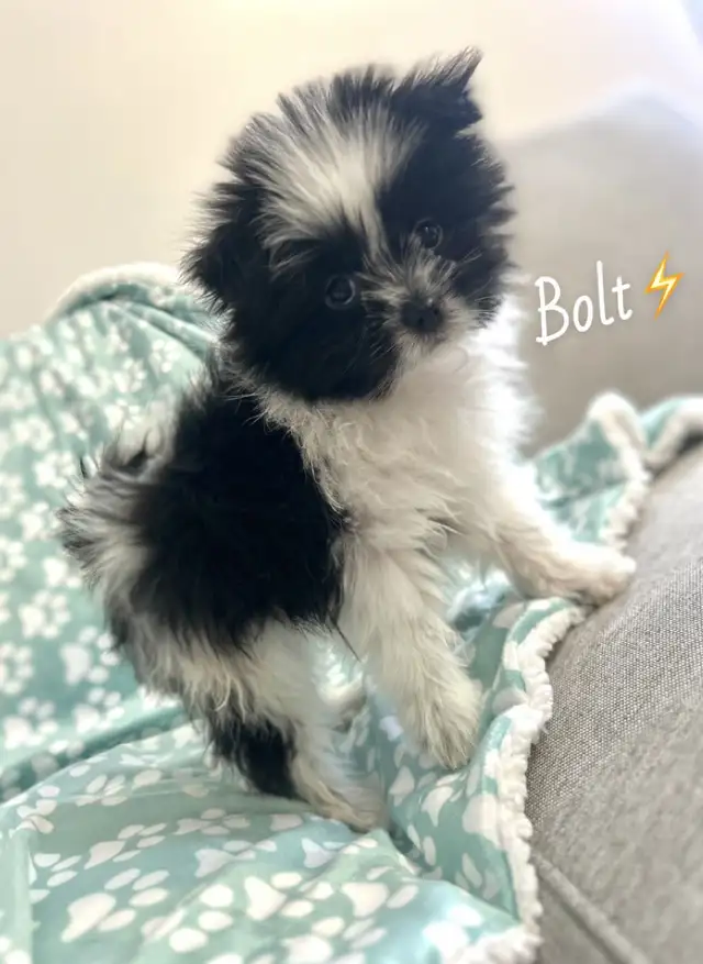 ❤️ Tiny Teddy Bears ❤️ in Dogs & Puppies for Rehoming in Edmonton - Image 3