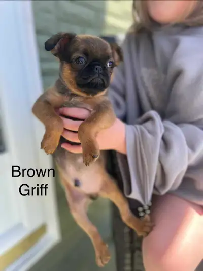 pug mix and brussels griffon puppies, View more