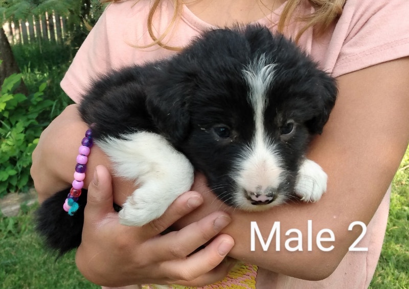Border Collie puppies Dogs & Puppies for Rehoming Chilliwack Kijiji