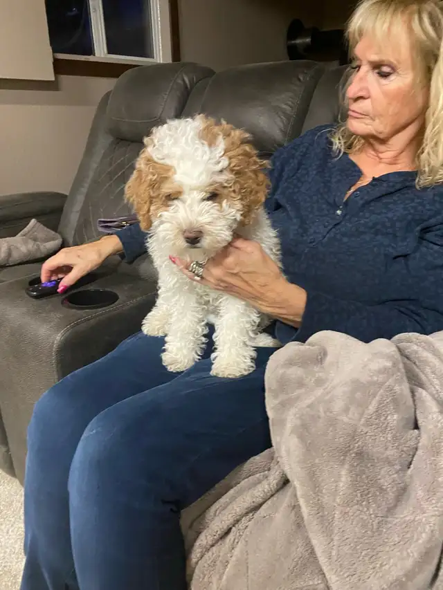Toy  Multigenerational Goldendoodle Reservations  Open 16lb in Dogs & Puppies for Rehoming in Calgary - Image 3