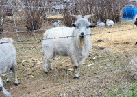 Mixed breed Goats
