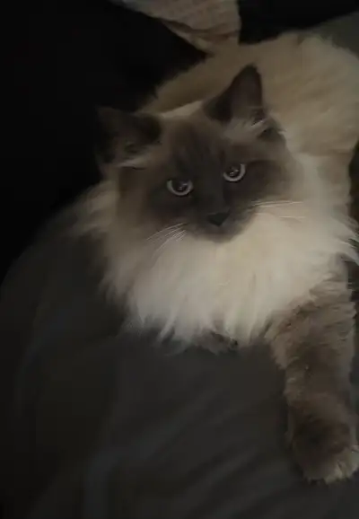 ✨ Rehoming Sweet 15 month old Ragdoll, View more