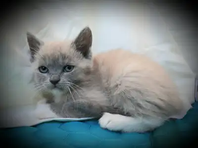 Ragdoll kittens delivery Saturday!, View more
