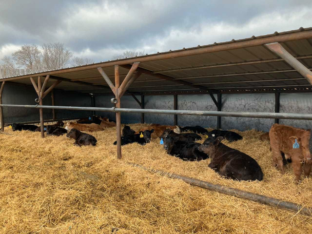 Freestanding panels in Livestock in Regina - Image 2