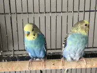 Breeding pair of budgies for sale 