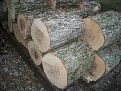 Looking For Downed Hardwood (Fiona Wood), View more
