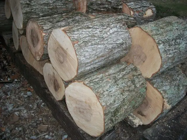 Looking For Downed Hardwood (Fiona Wood) in Free Stuff in Summerside - Image 2