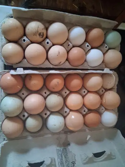 Lots of mixed hatching eggs available. Chicken & Turkey. Limited quantaties of sweetgrass mixed turk...