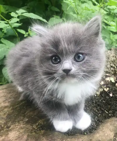 Purebred Solid Blue Ragdoll Kitten 
