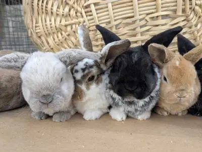 Baby Mini Plush Lop rabbits available , View more