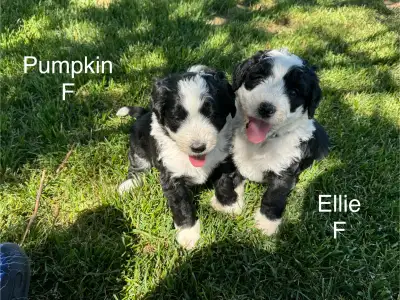 Black & White tuxedo F1 Bernedoodles, View more