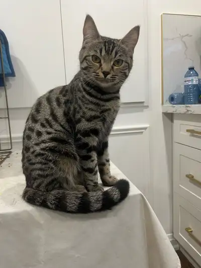 Female silver Bengal mix kitten for rehoming. Very friendly and loves to play, beautiful pattern. Co...