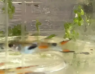 Endlers Livebearer, View more