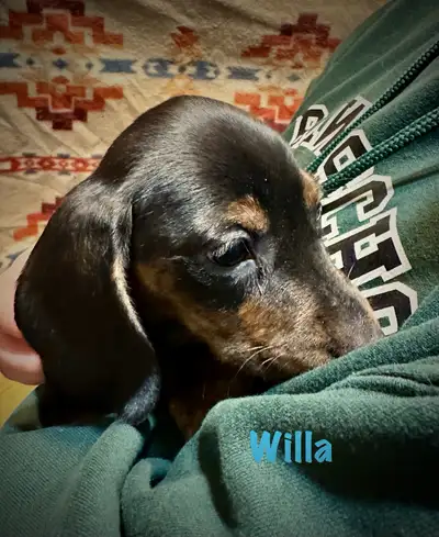 There is 1 pup still available: Willa - female I have 6 little uniquely colored miniature Dachshund...