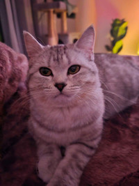 Beautiful ragdoll and British short-hair mix kitten