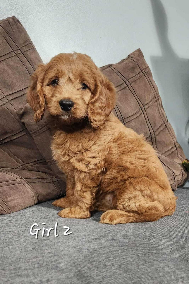 Cockapoo Puppies in Dogs & Puppies for Rehoming in Stratford - Image 2