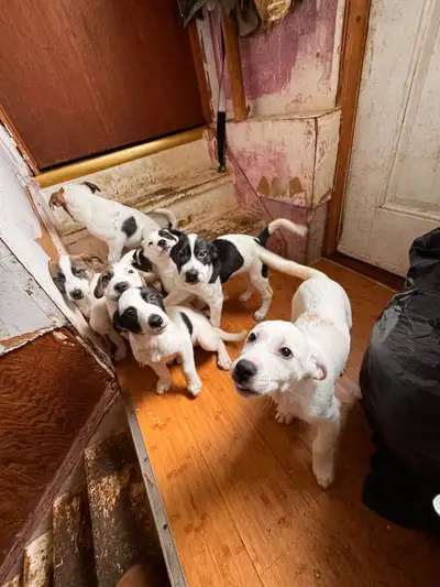 puppies for sale, View more
